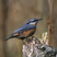 Eurasian Nuthatch